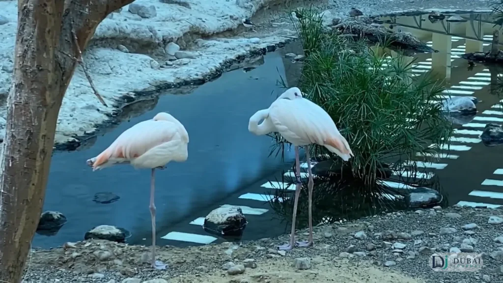 Sharjah Desert Park Birds