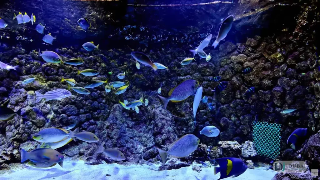 Aquarium tank with local marine fish, Khor Kalba Mangrove Centre