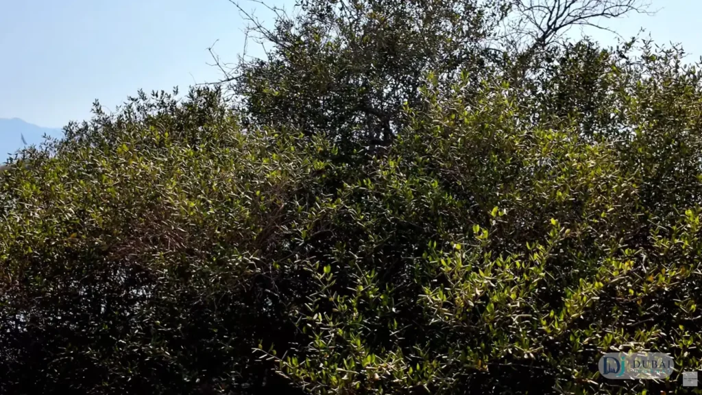 Dense mangrove canopy in Al Qurm Protected Area, Kalba