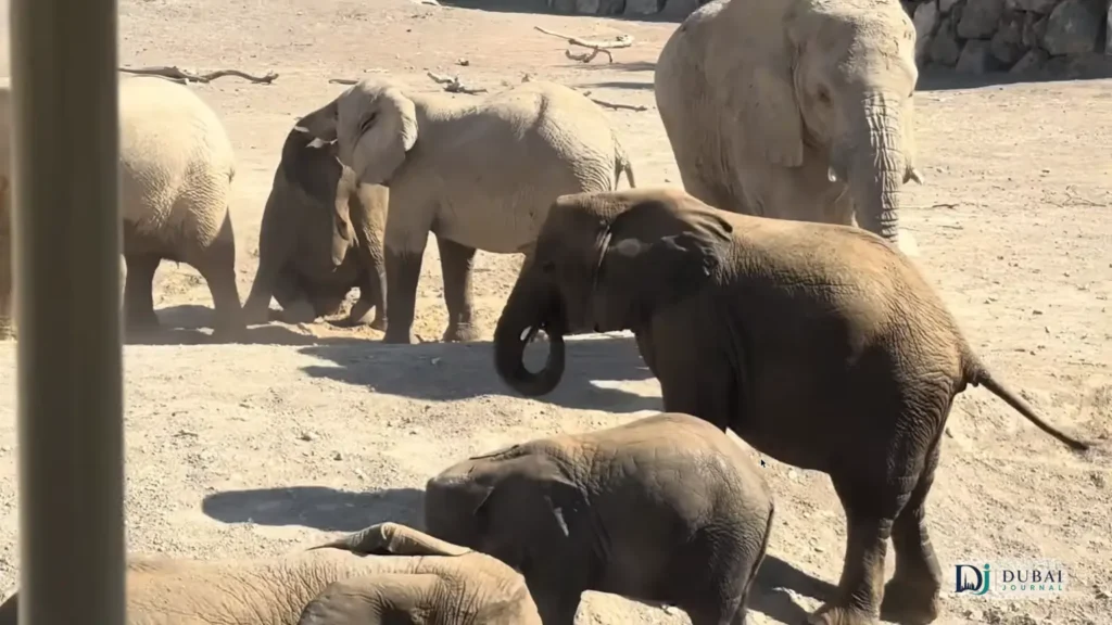 Elephants in a sandy enclosure at Sharjah Safari Park