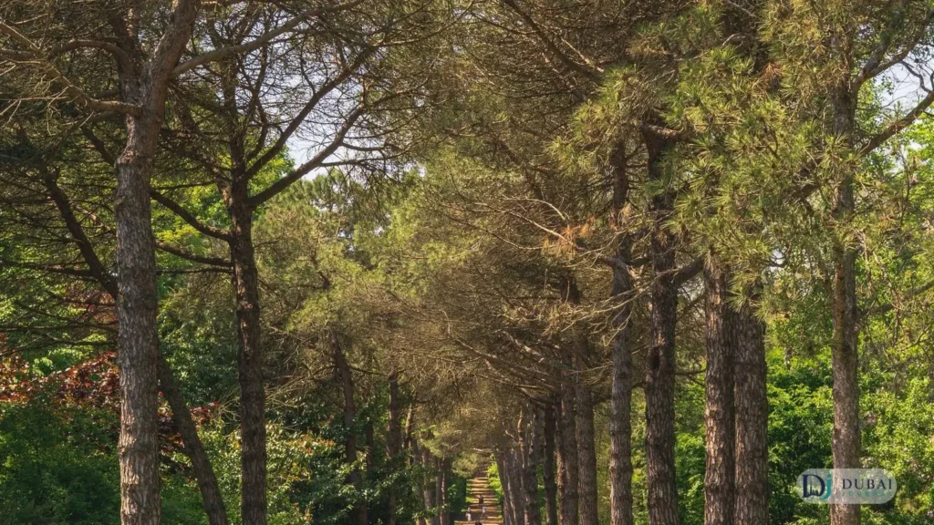 Tree-lined park walkway