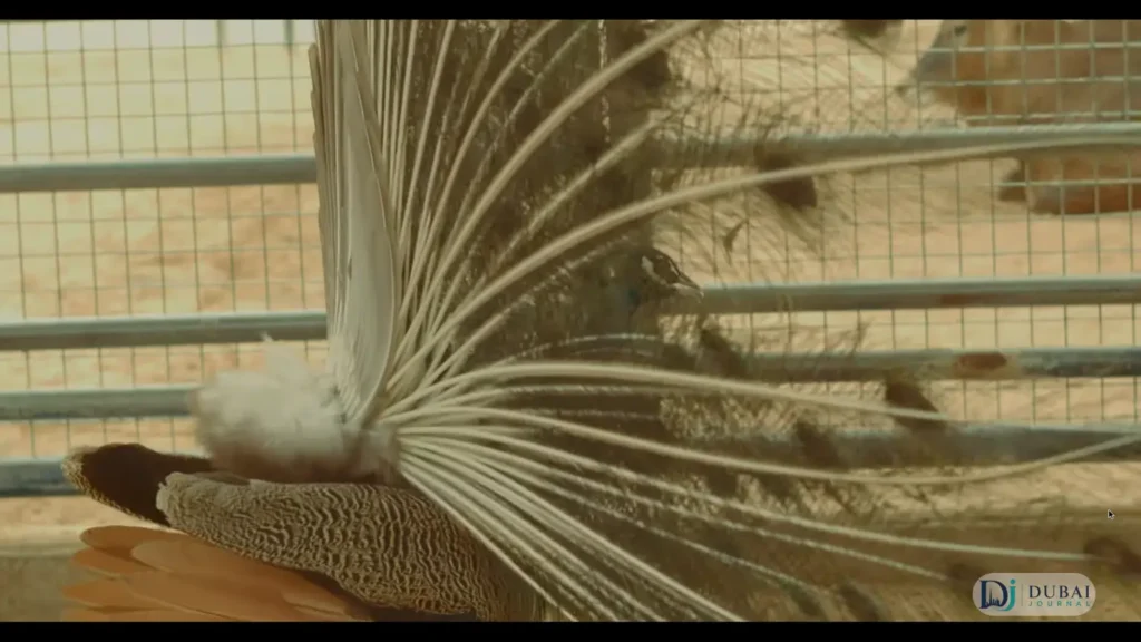 White peacock displaying fanned tail feathers in the aviary at Arabia's Wildlife Centre